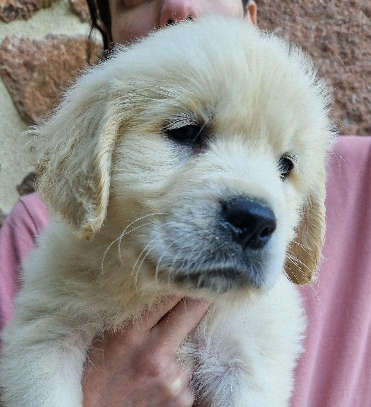 Des terres sacrees - Chiots disponibles - Golden Retriever