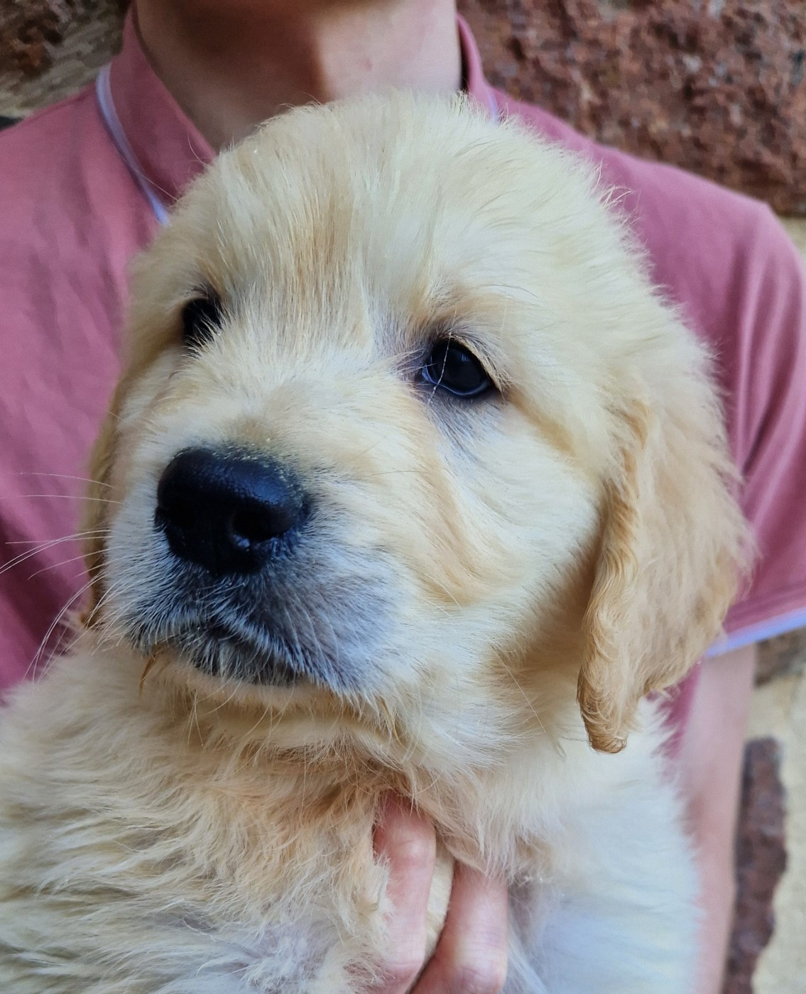 Chiot Golden Retriever Des terres sacrees