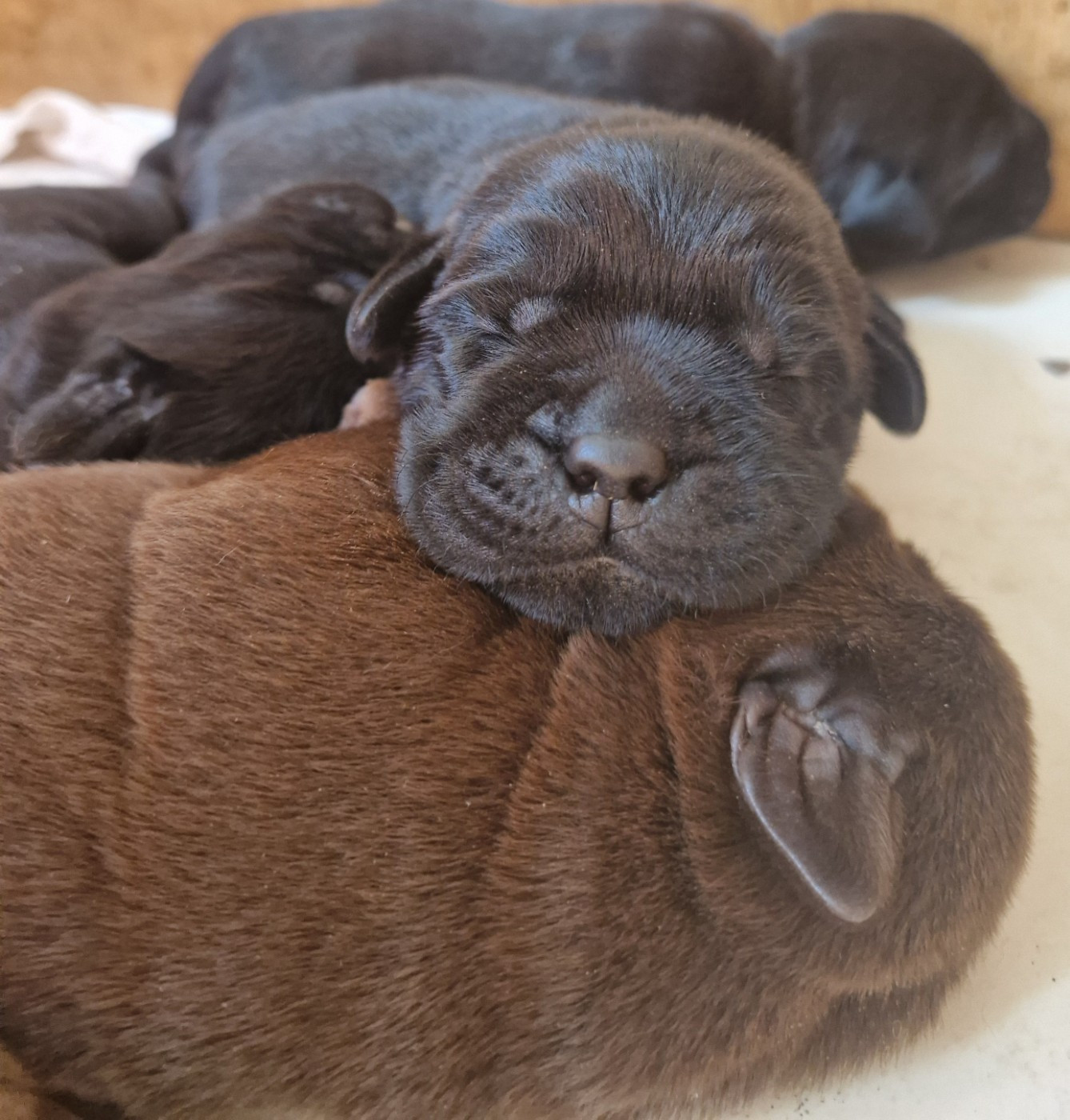 Chiot Labrador Retriever Des terres sacrees