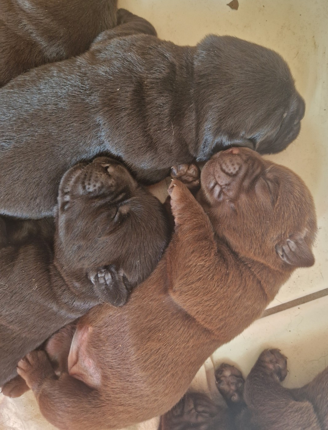 Des terres sacrees - Chiots disponibles - Labrador Retriever