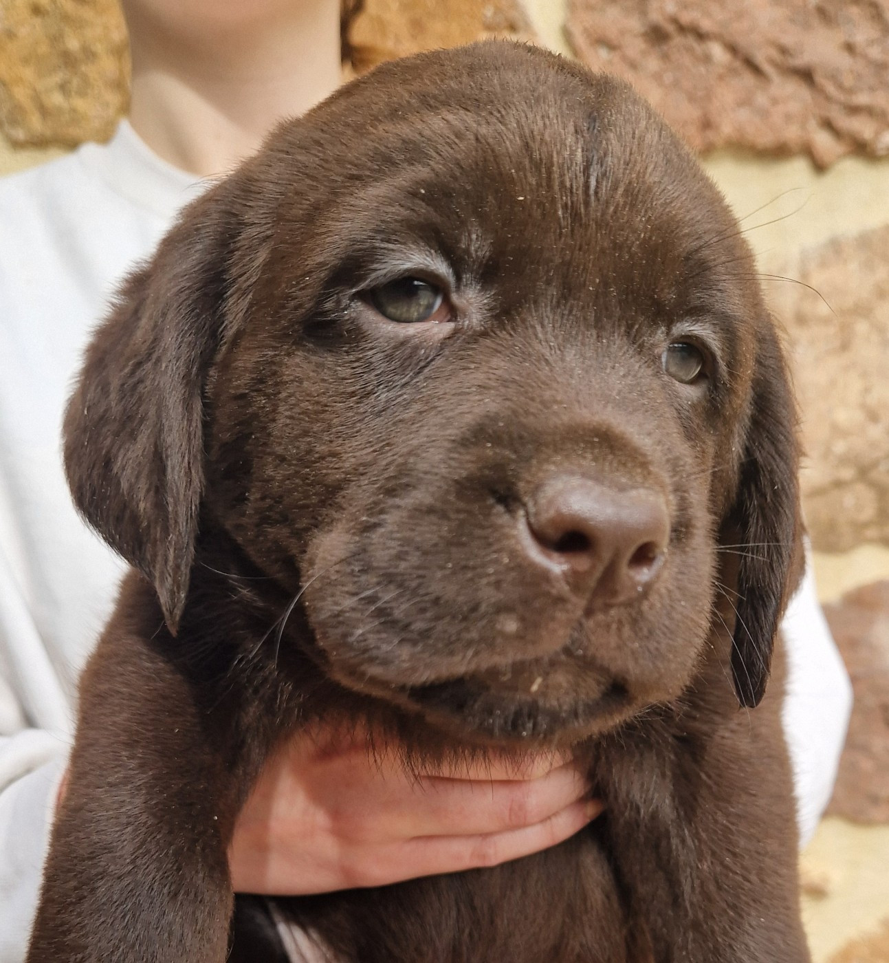 Des terres sacrees - Chiots disponibles - Labrador Retriever