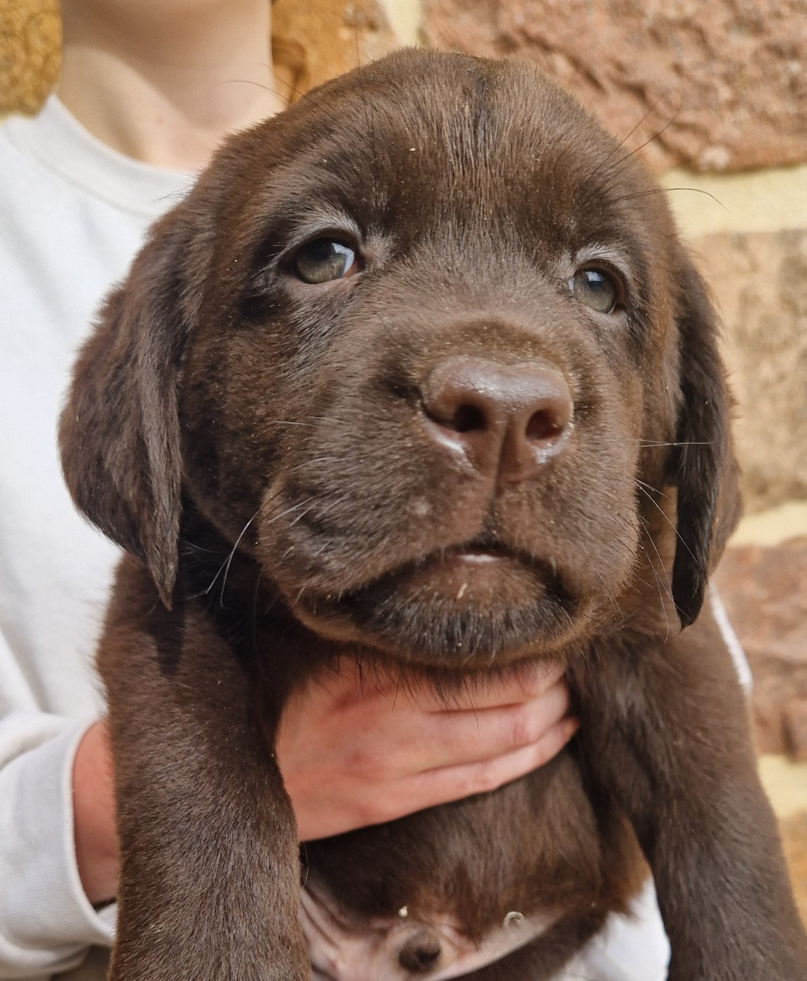 Chiot Labrador Retriever Des terres sacrees