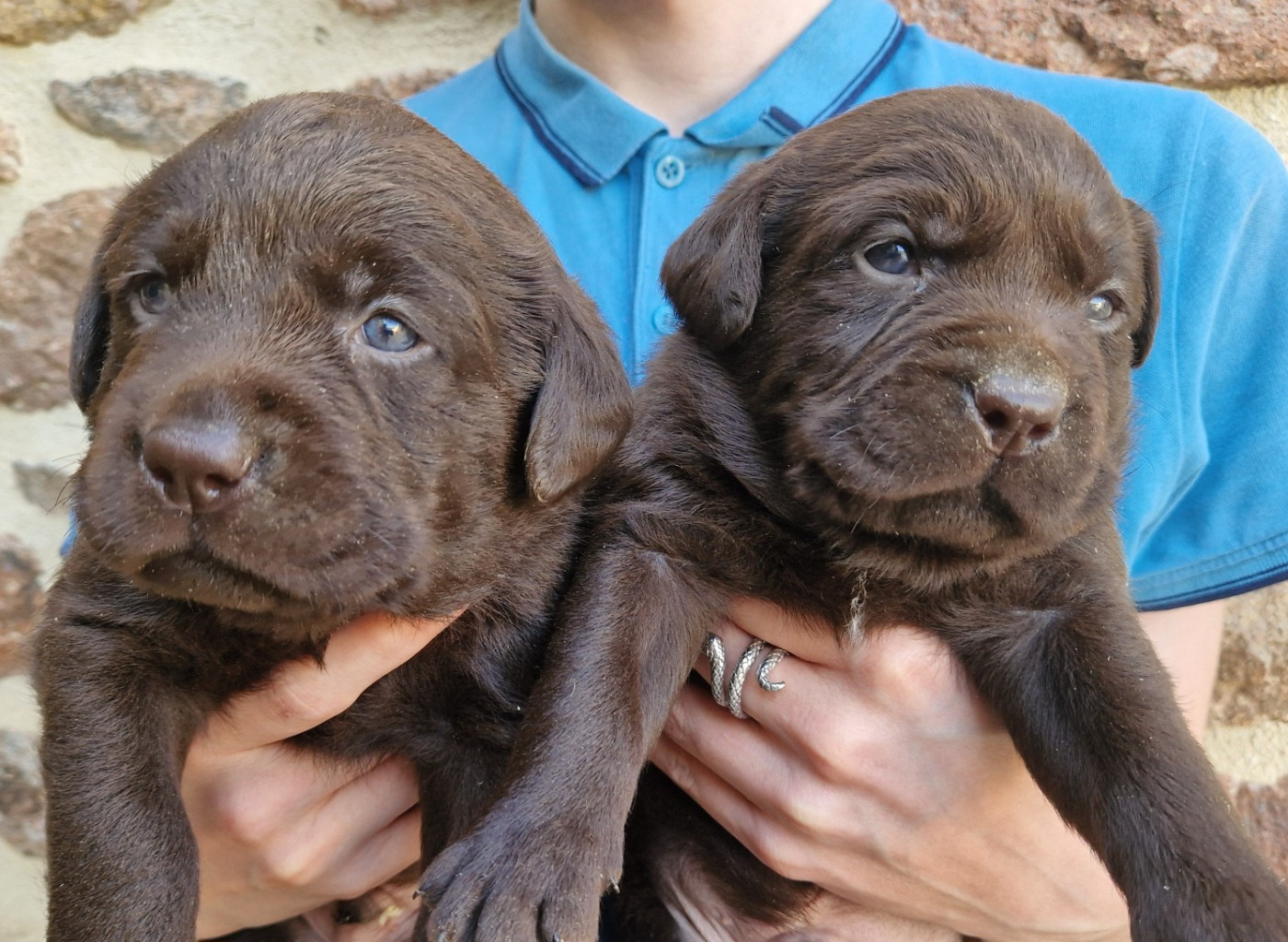 Des terres sacrees - Chiots disponibles - Labrador Retriever