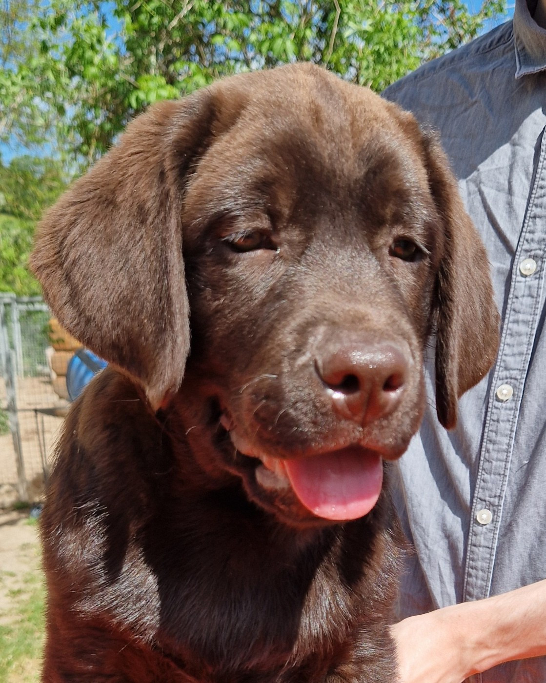 Des terres sacrees - Chiots disponibles - Labrador Retriever