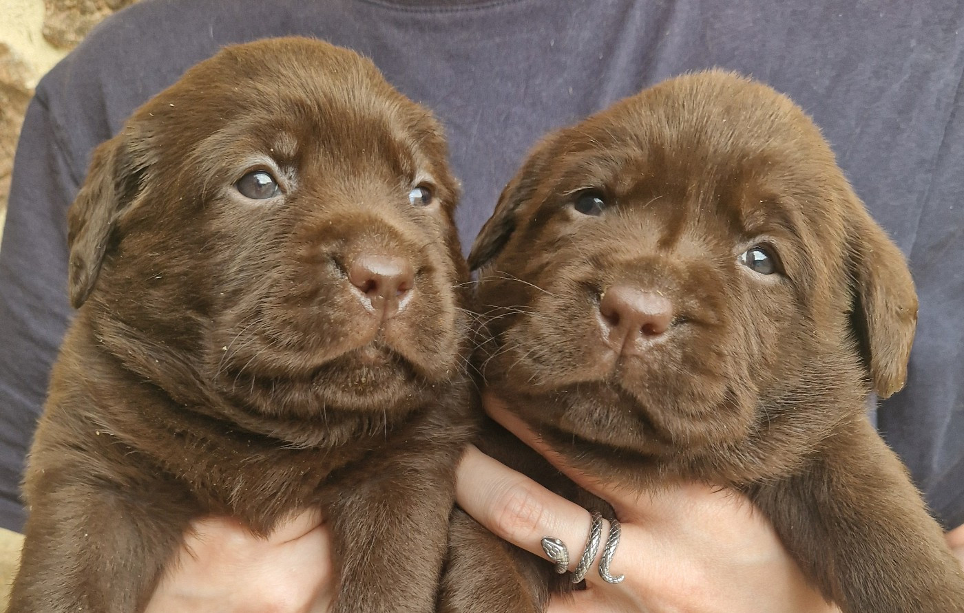 Des terres sacrees - Chiots disponibles - Labrador Retriever
