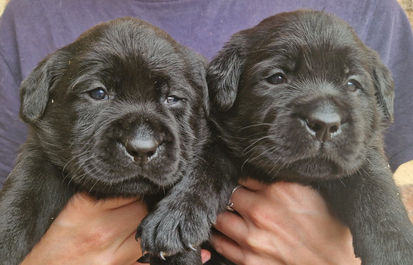 Des terres sacrees - Chiots disponibles - Labrador Retriever