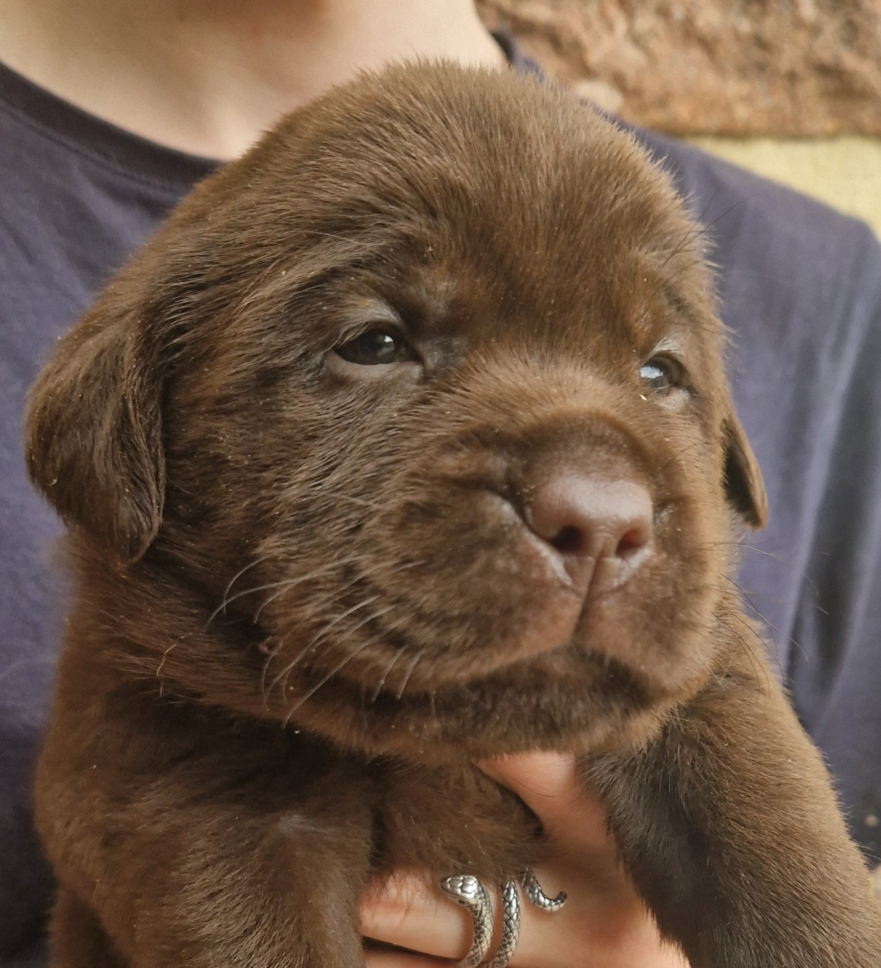 Des terres sacrees - Chiots disponibles - Labrador Retriever