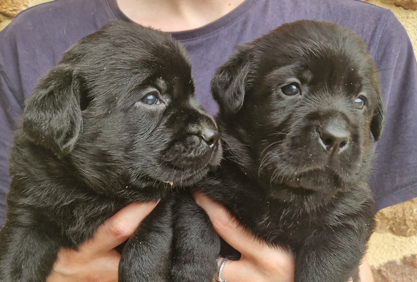 Des terres sacrees - Chiots disponibles - Labrador Retriever