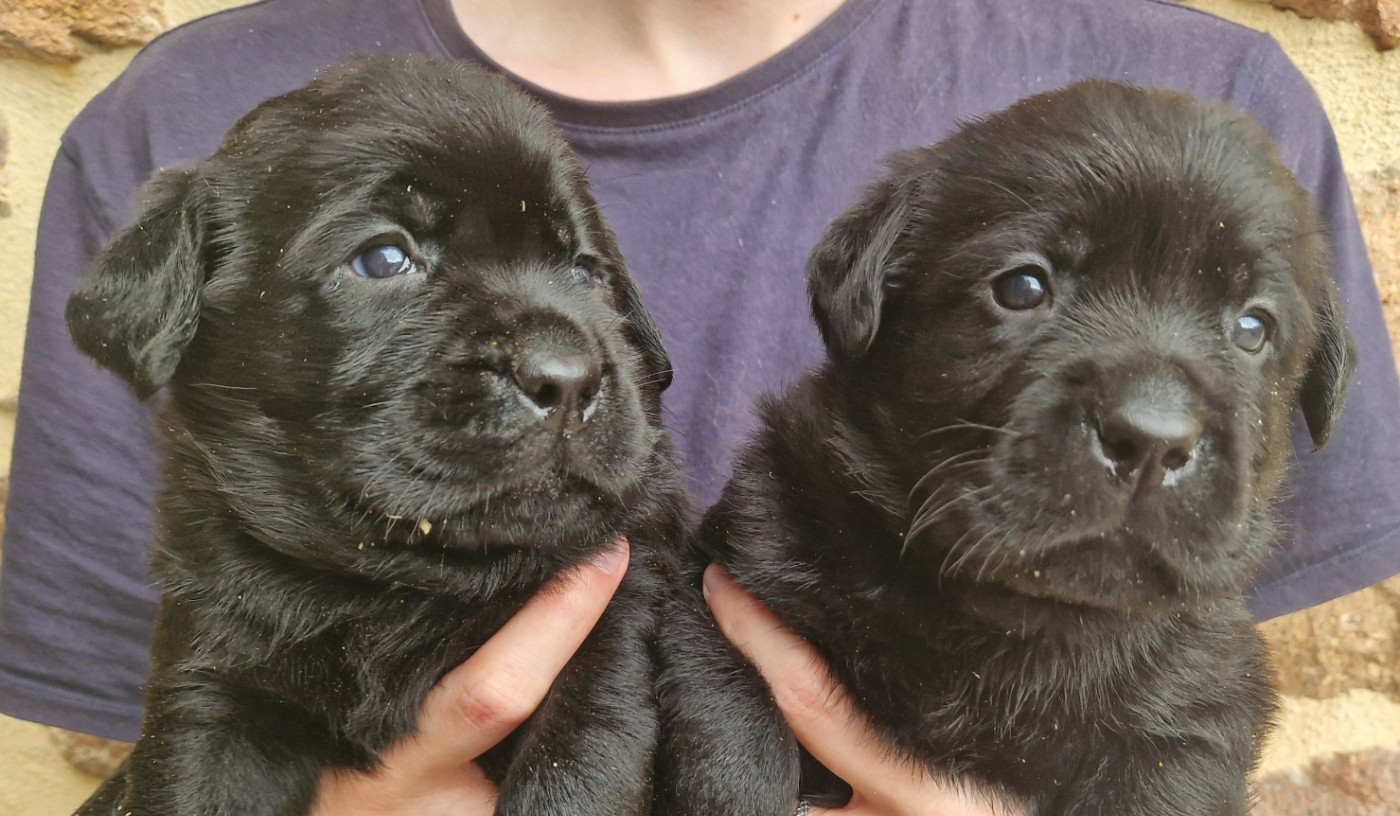 Chiot Labrador Retriever Des terres sacrees