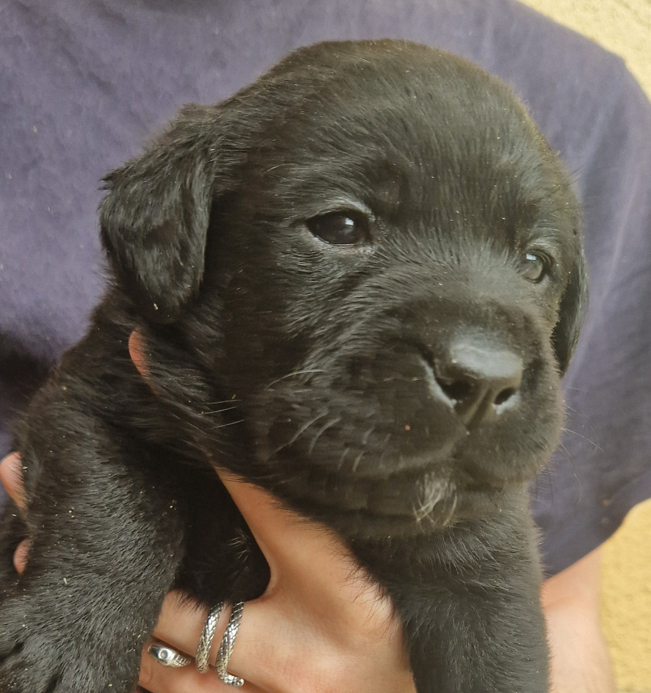 Chiot Labrador Retriever Des terres sacrees