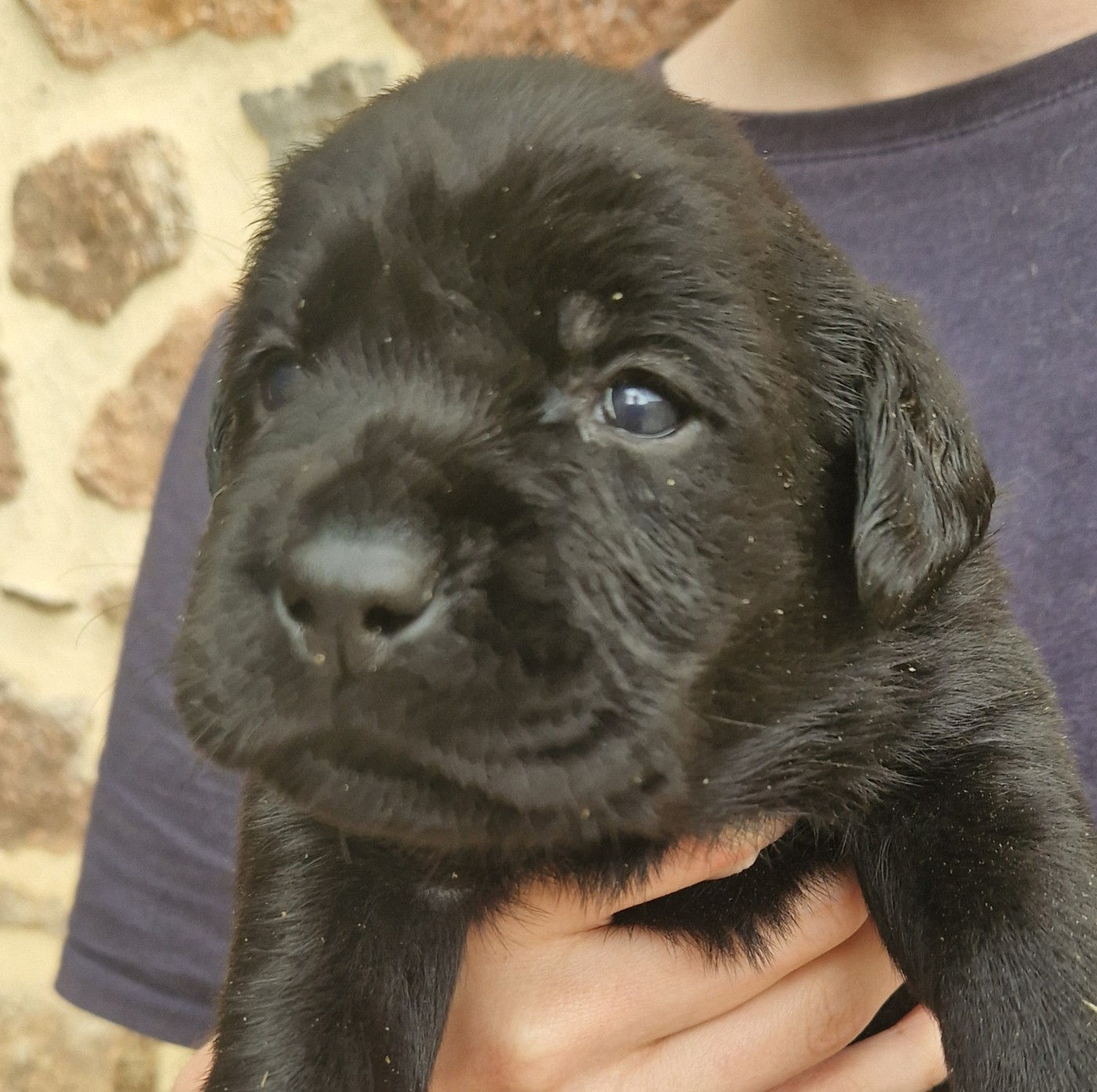 Des terres sacrees - Chiots disponibles - Labrador Retriever
