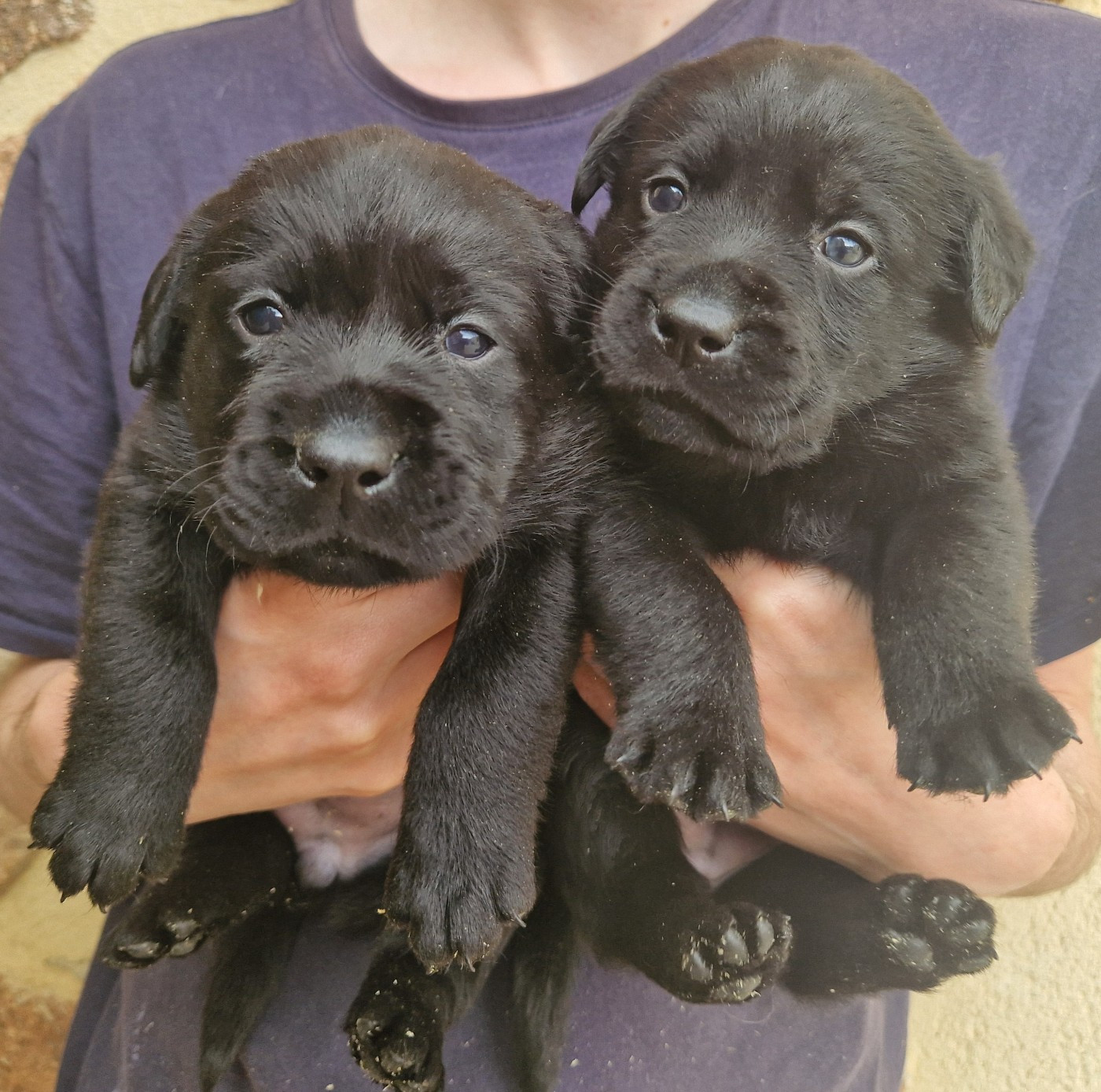 Des terres sacrees - Chiots disponibles - Labrador Retriever