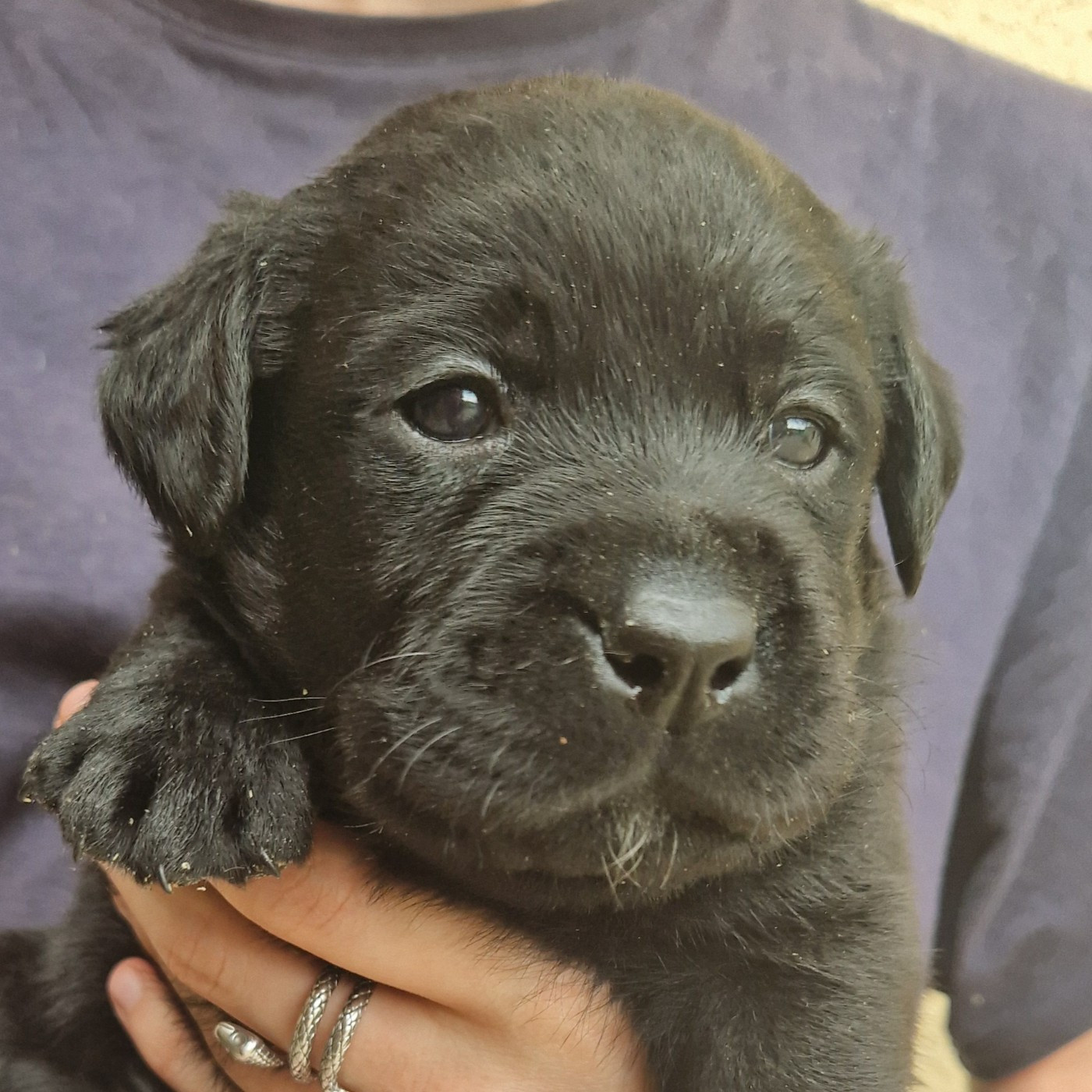 Des terres sacrees - Chiots disponibles - Labrador Retriever