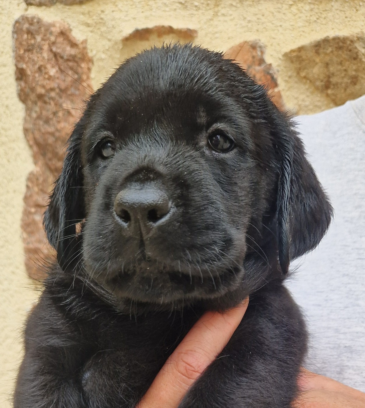 Des terres sacrees - Chiots disponibles - Labrador Retriever