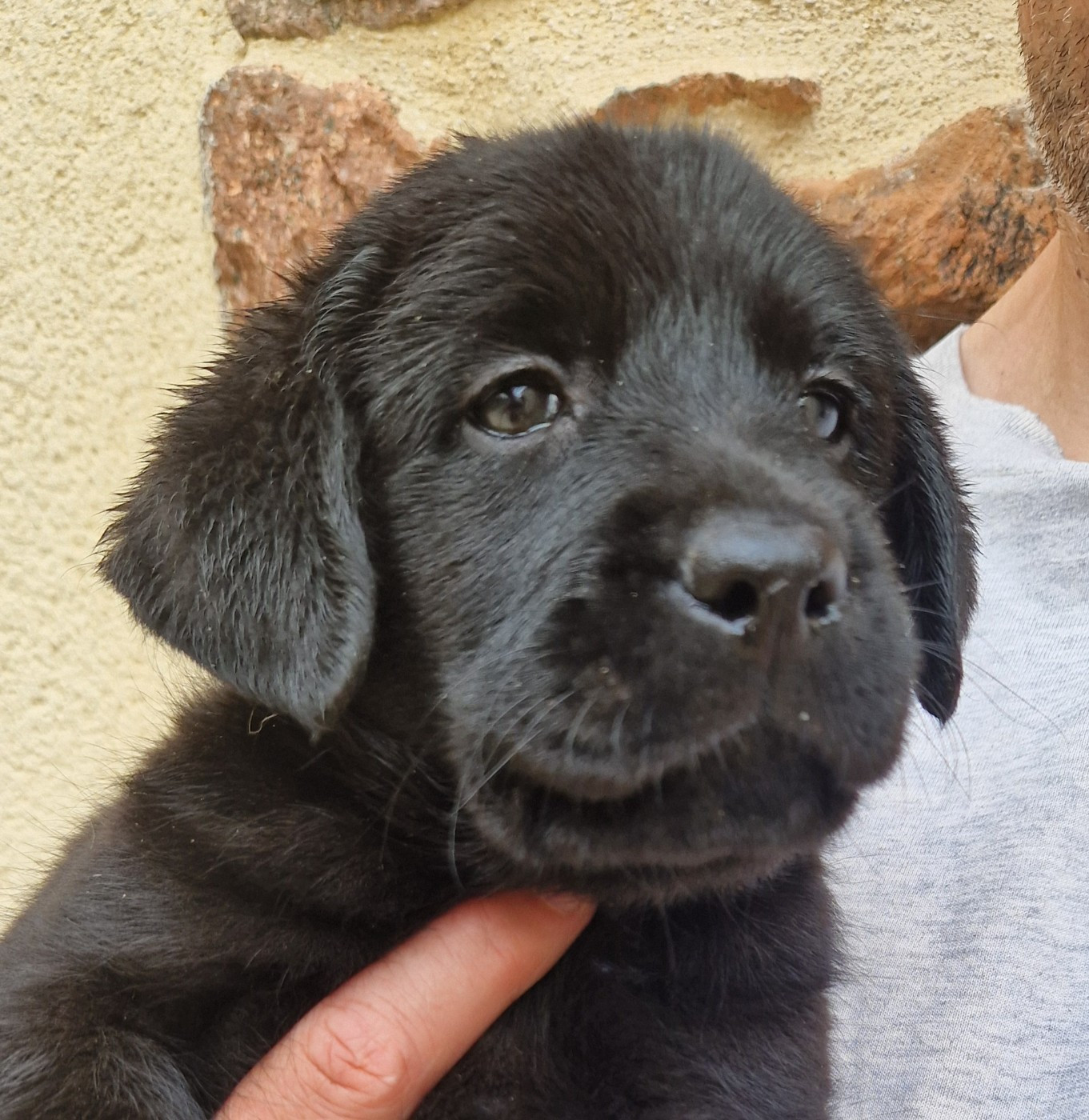 Des terres sacrees - Chiots disponibles - Labrador Retriever