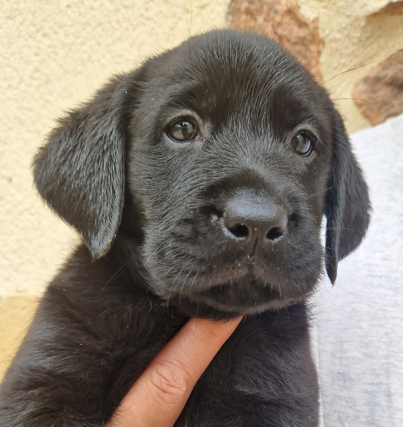 Des terres sacrees - Chiots disponibles - Labrador Retriever