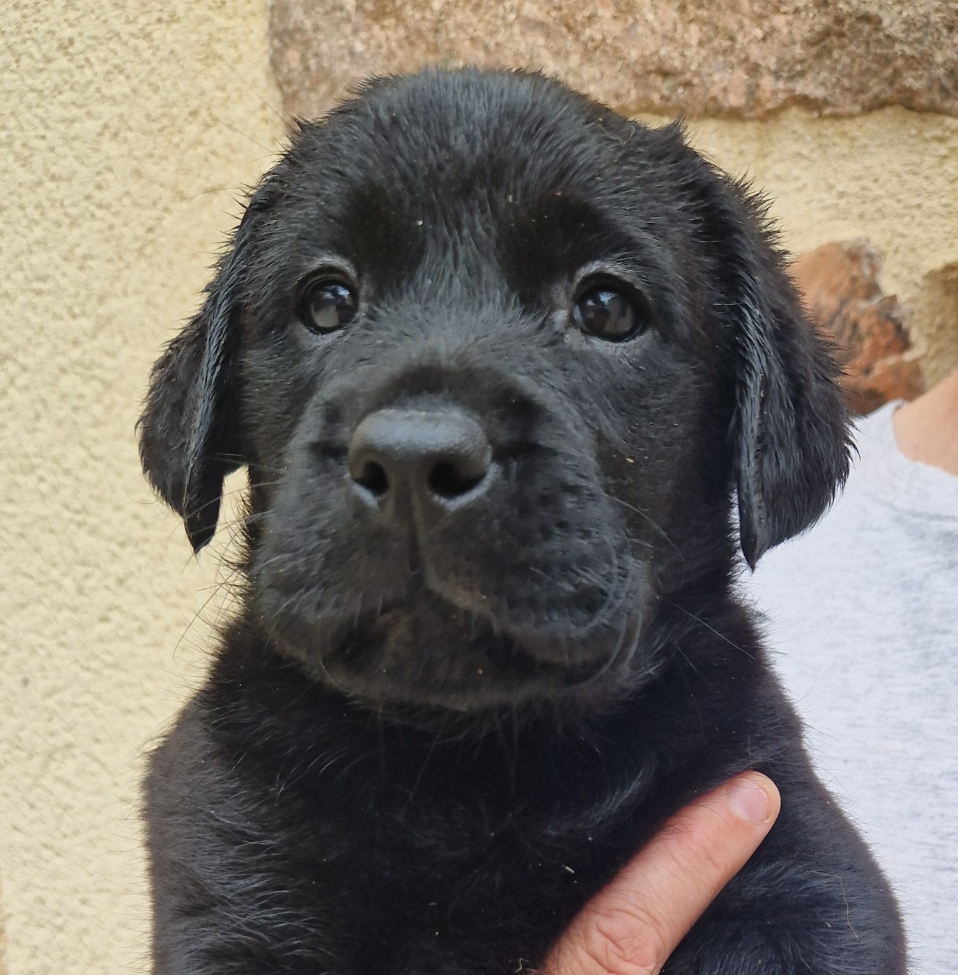 Des terres sacrees - Chiots disponibles - Labrador Retriever