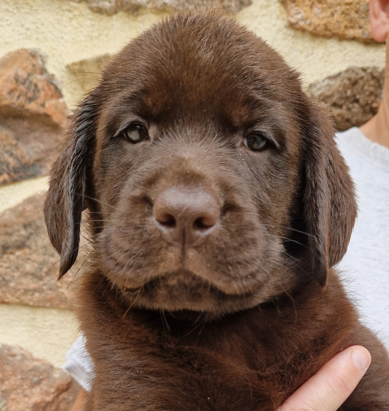 Des terres sacrees - Chiots disponibles - Labrador Retriever