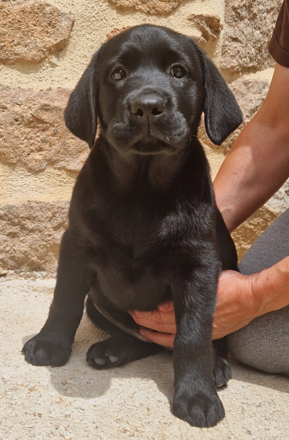 Des terres sacrees - Chiots disponibles - Labrador Retriever