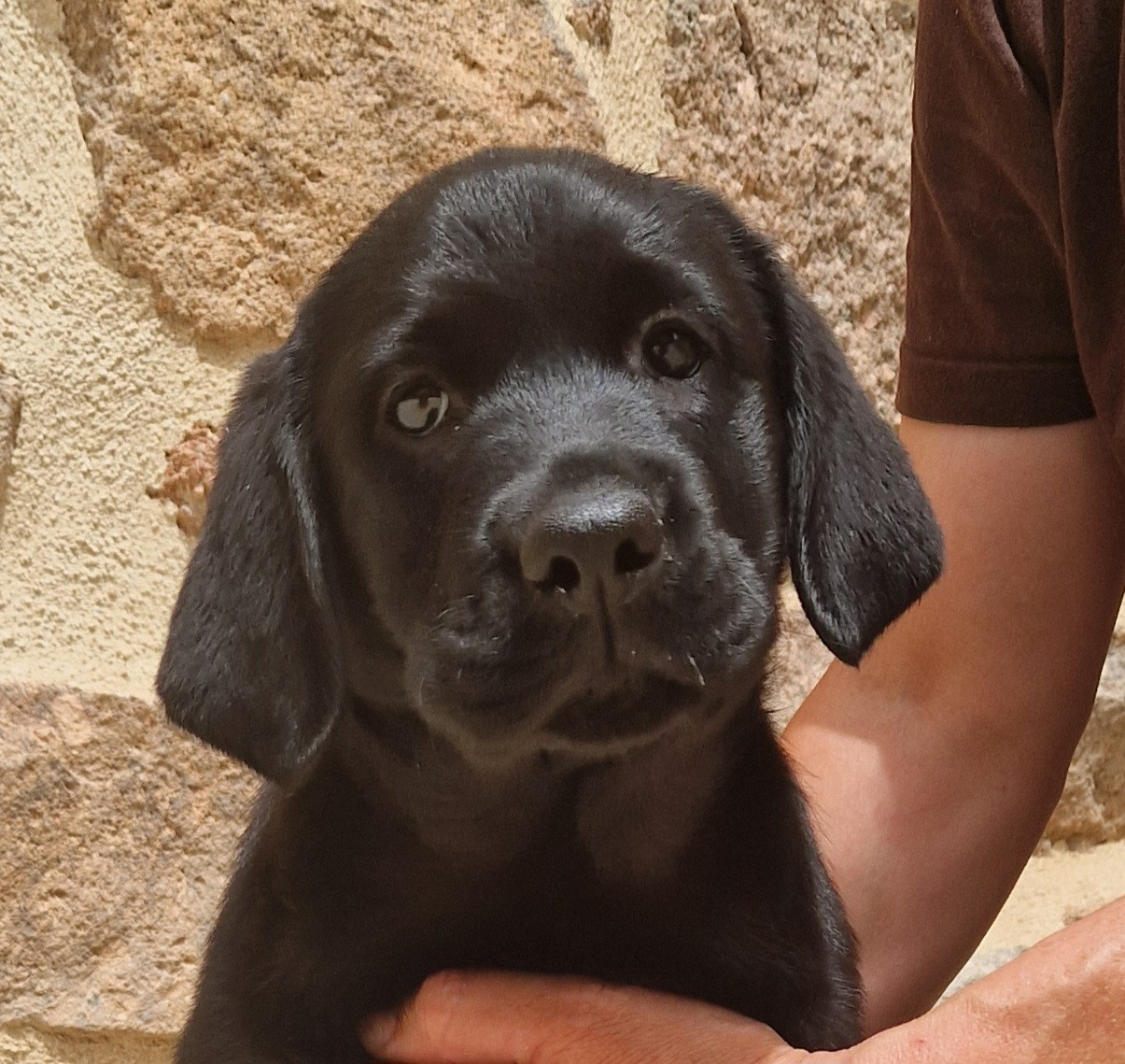 Des terres sacrees - Labrador Retriever - Portée née le 10/04/2026