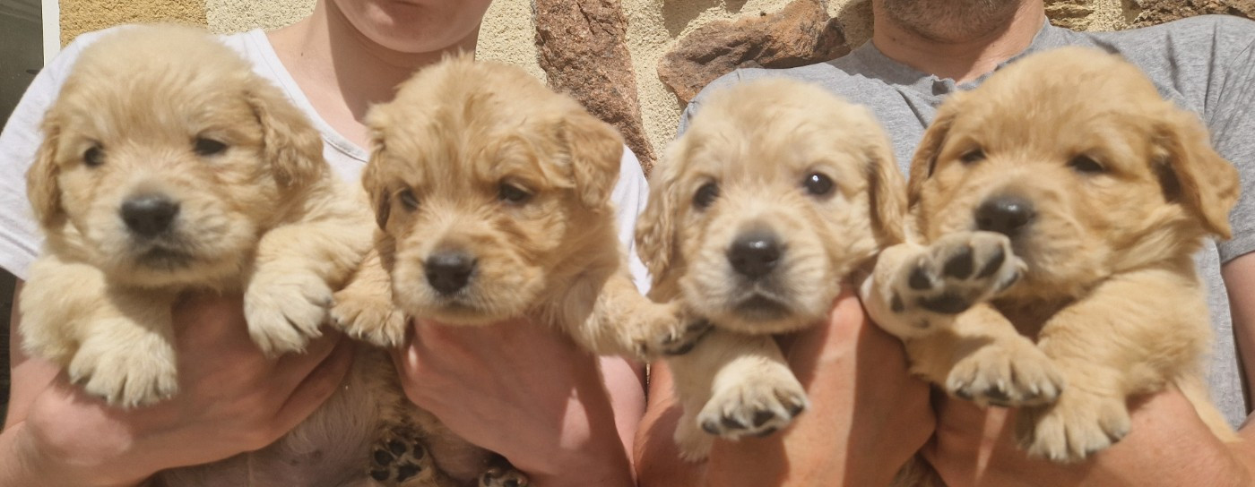 Des terres sacrees - Chiots disponibles - Golden Retriever