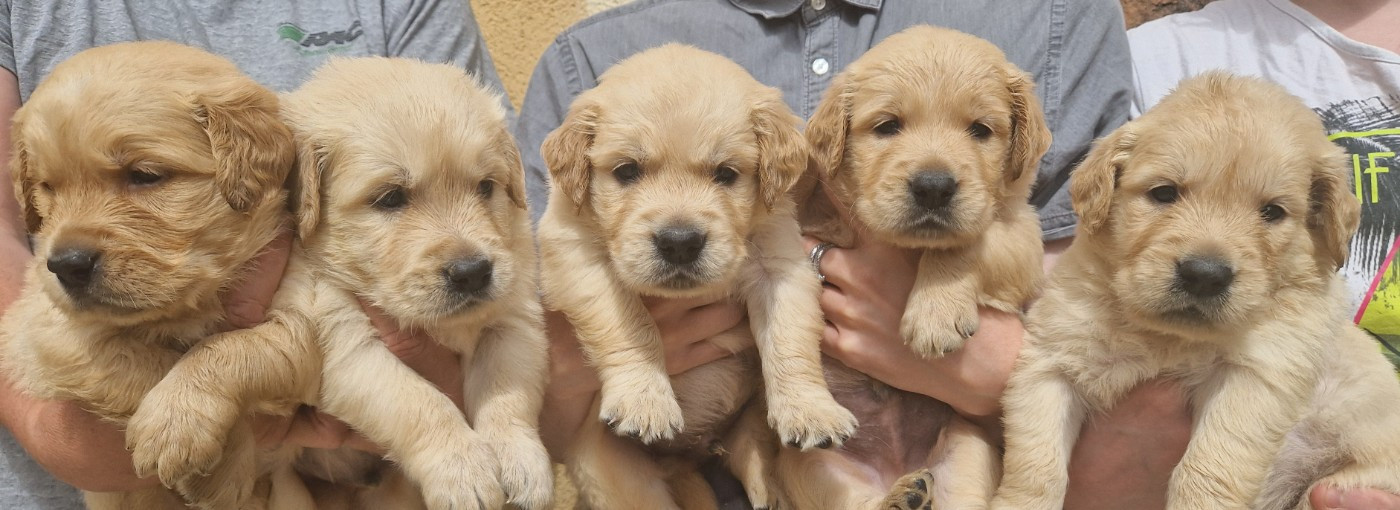 Chiot Golden Retriever Des terres sacrees
