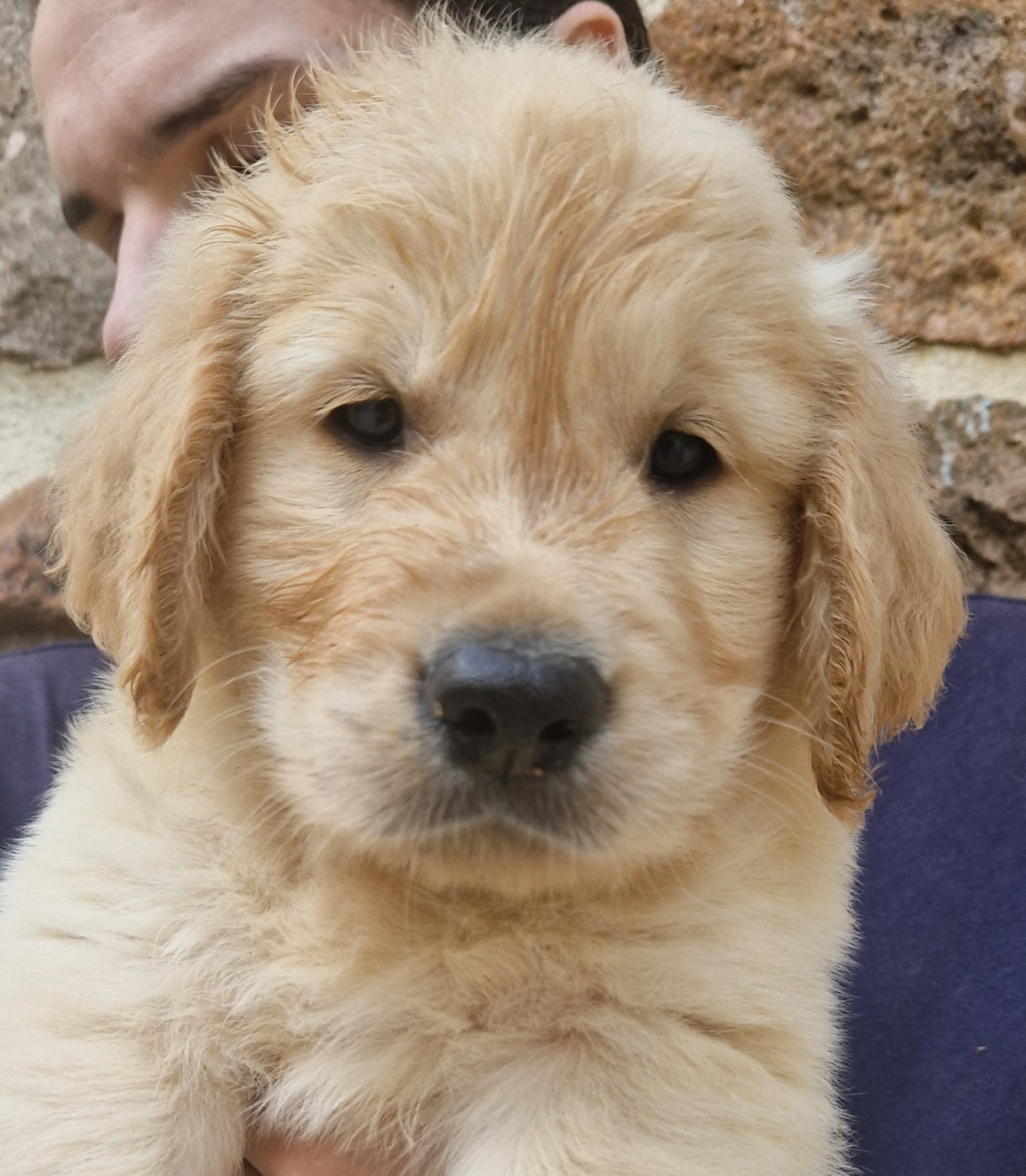 Des terres sacrees - Chiots disponibles - Golden Retriever