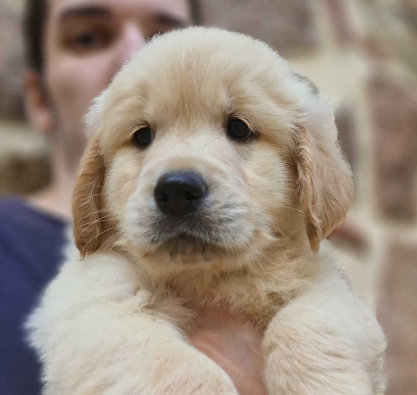 Chiot Golden Retriever Des terres sacrees