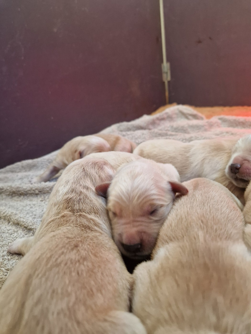 Des terres sacrees - Chiots disponibles - Golden Retriever