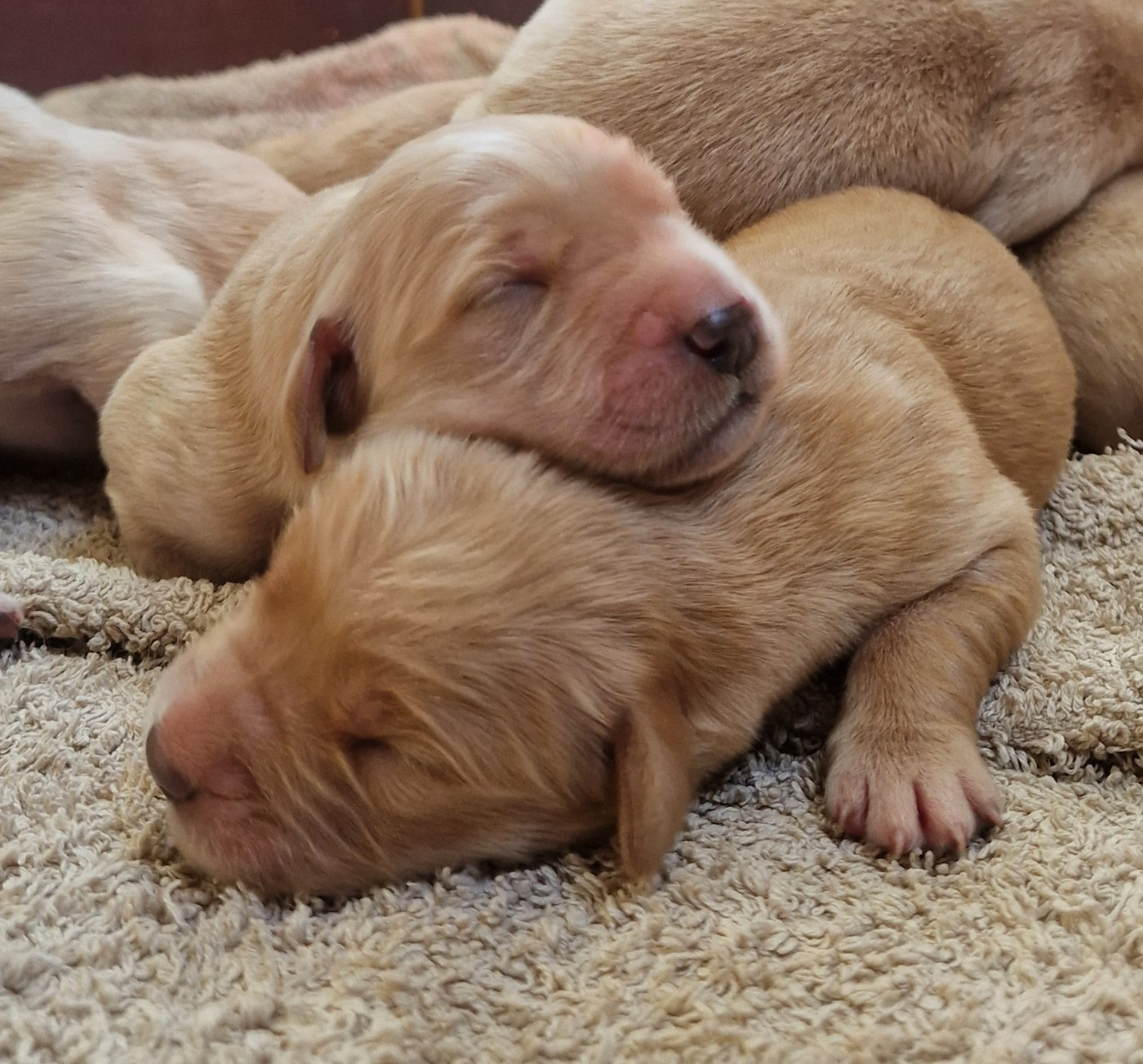 Des terres sacrees - Chiots disponibles - Golden Retriever