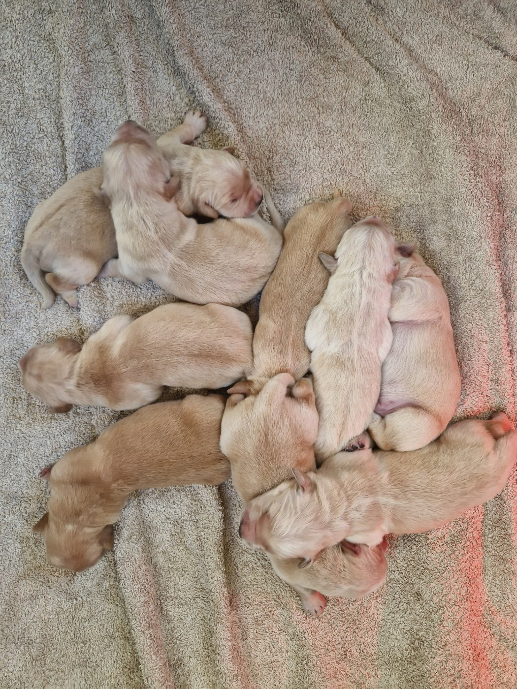 Des terres sacrees - Chiots disponibles - Golden Retriever