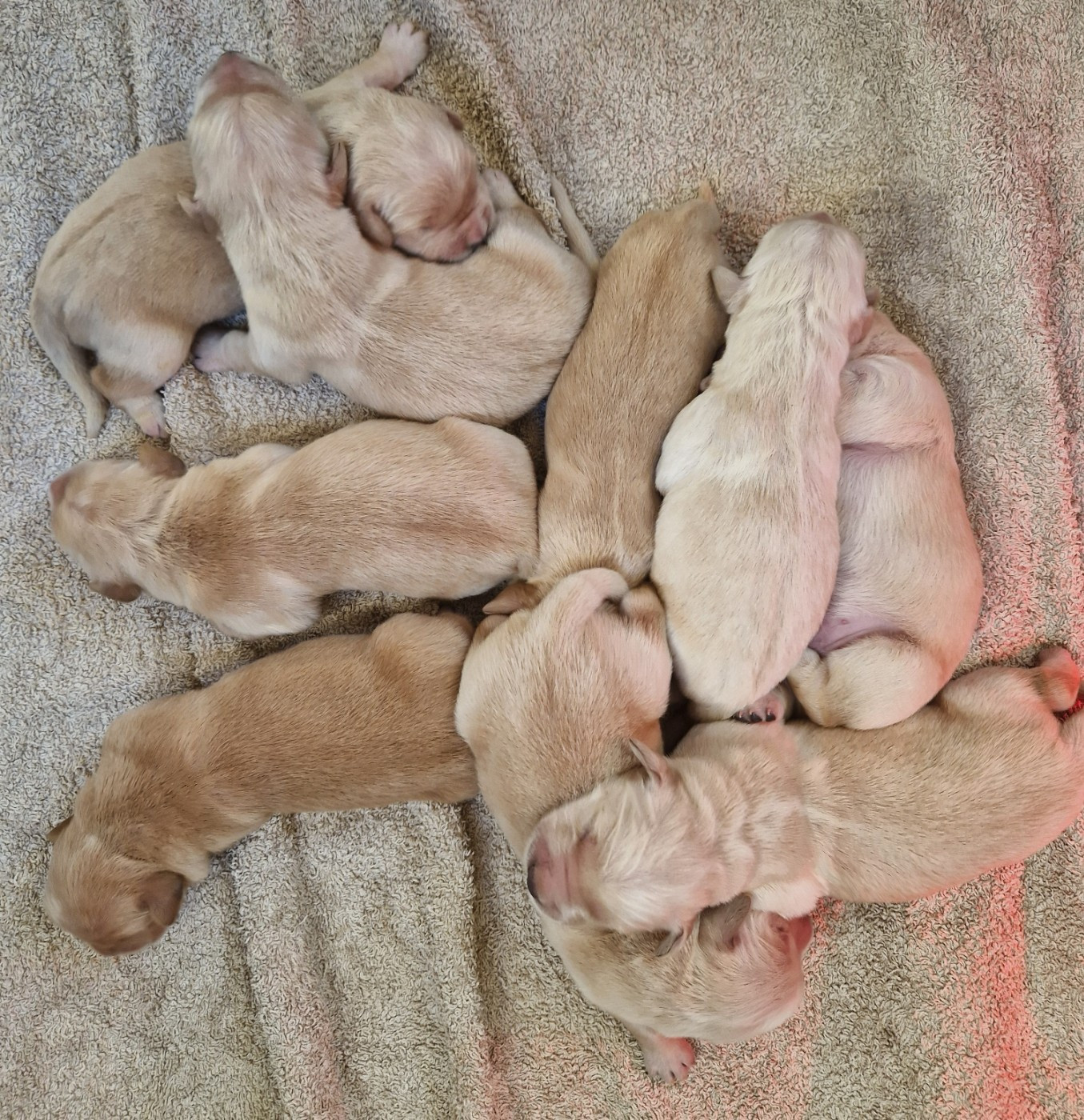 Des terres sacrees - Chiots disponibles - Golden Retriever