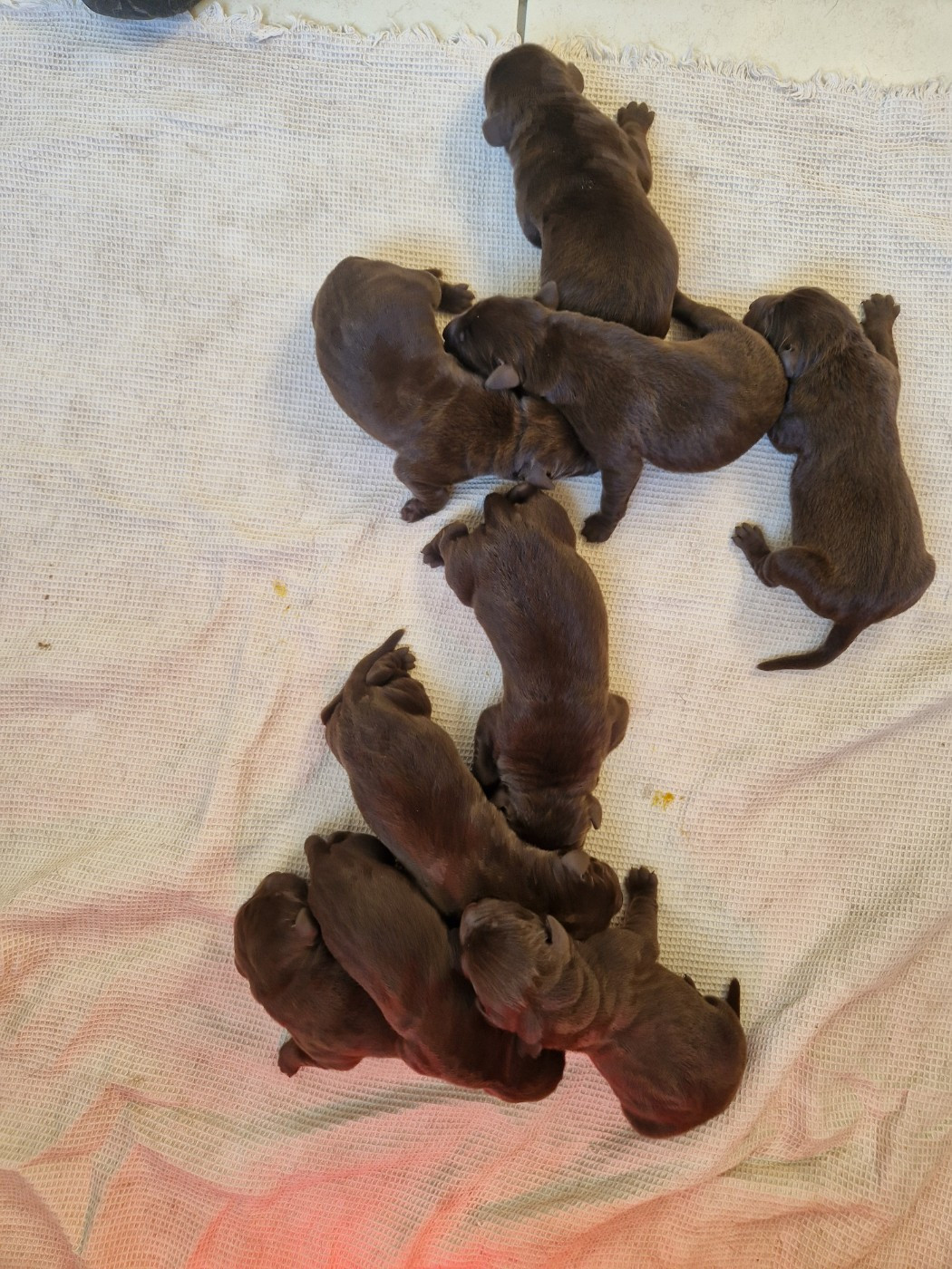 Chiot Labrador Retriever Des terres sacrees
