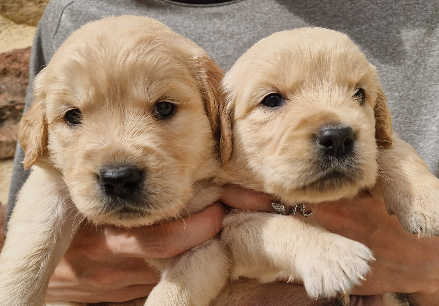 Des terres sacrees - Chiots disponibles - Golden Retriever