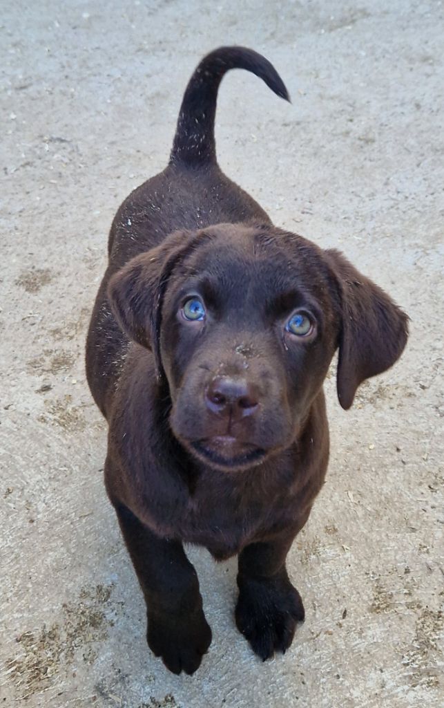 Des terres sacrees - Chiots disponibles - Labrador Retriever