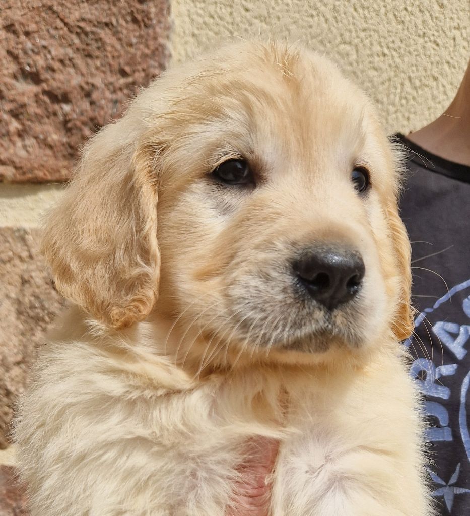 Des terres sacrees - Chiots disponibles - Golden Retriever
