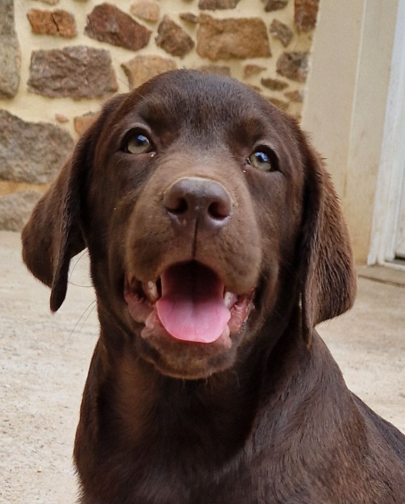 Des terres sacrees - Chiots disponibles - Labrador Retriever