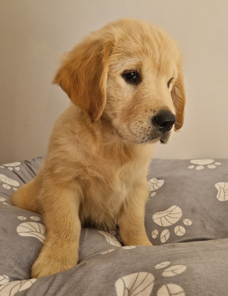 Des terres sacrees - Chiots disponibles - Golden Retriever