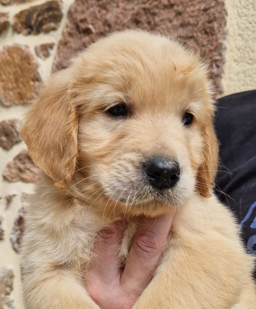 Des terres sacrees - Chiots disponibles - Golden Retriever