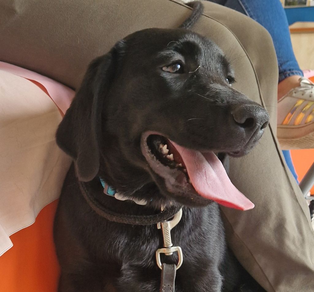 Des terres sacrees - Chiots disponibles - Labrador Retriever