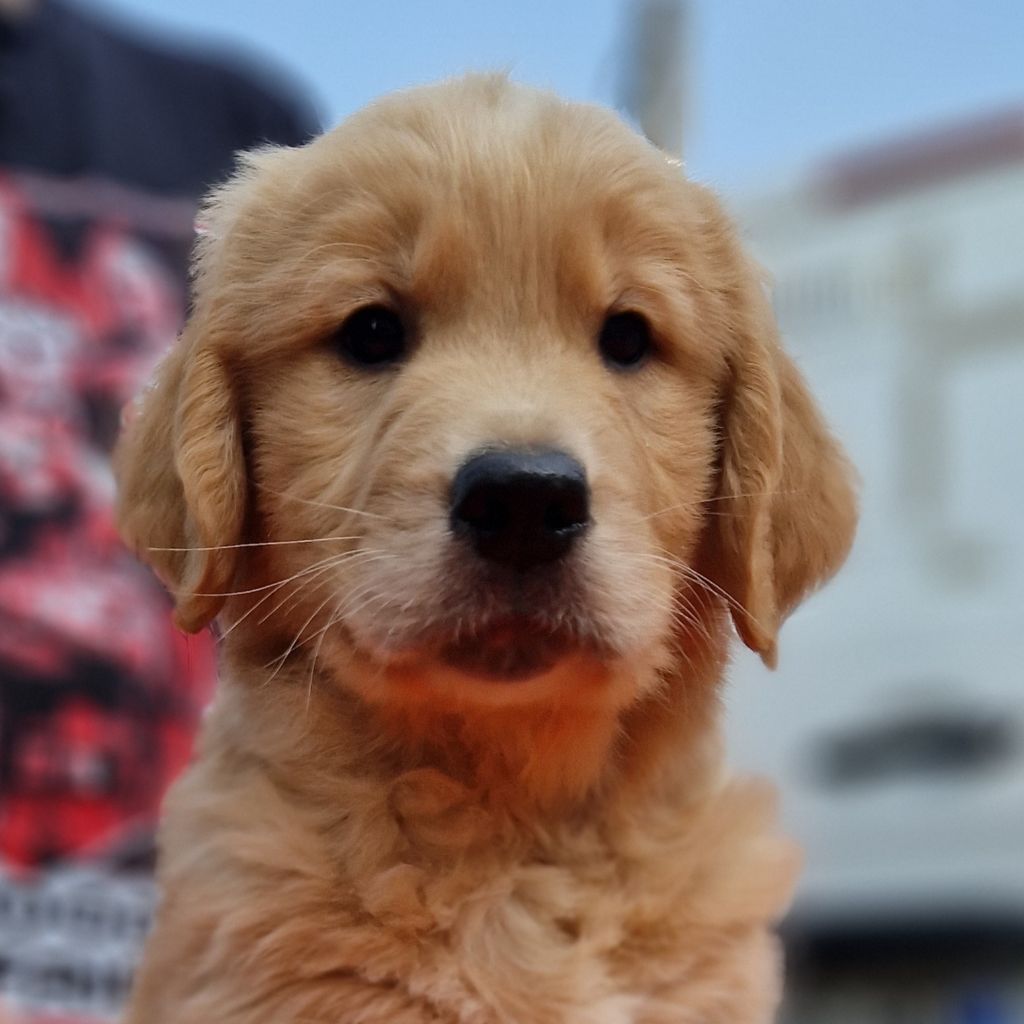Des terres sacrees - Chiots disponibles - Golden Retriever