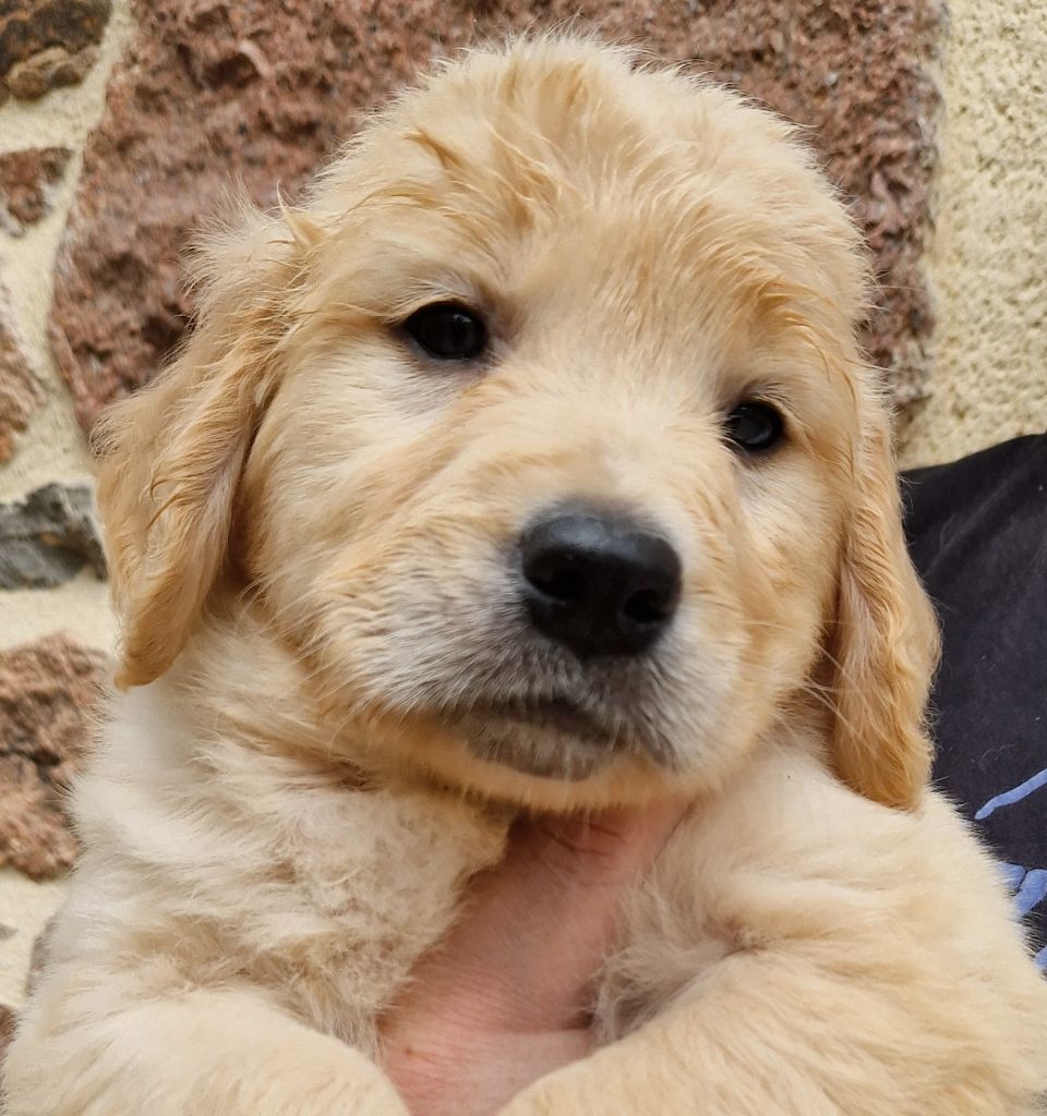 Des terres sacrees - Chiots disponibles - Golden Retriever