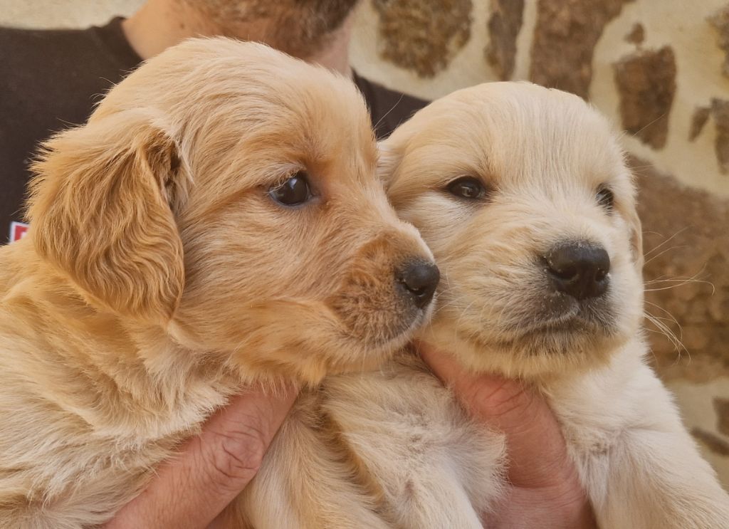 Des terres sacrees - Chiots disponibles - Golden Retriever