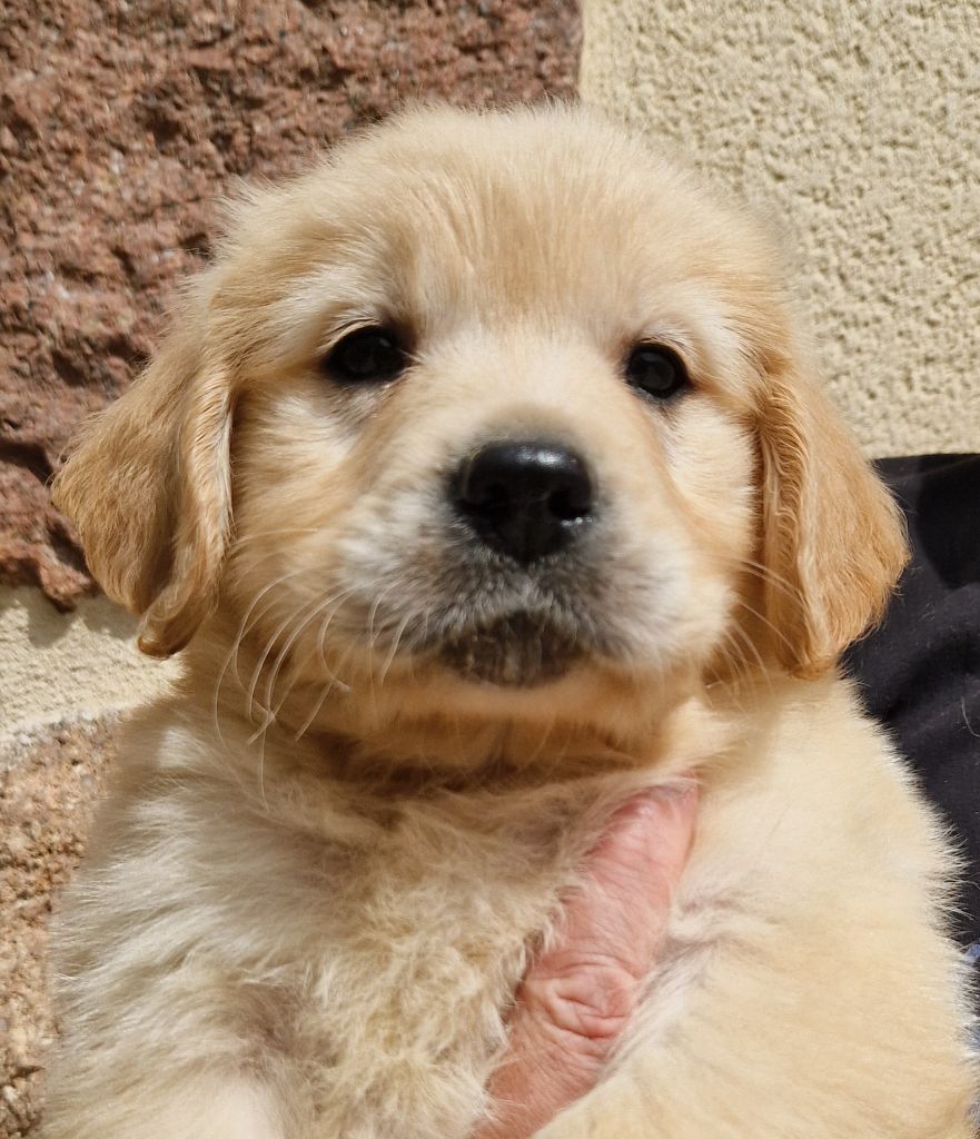 Des terres sacrees - Chiots disponibles - Golden Retriever