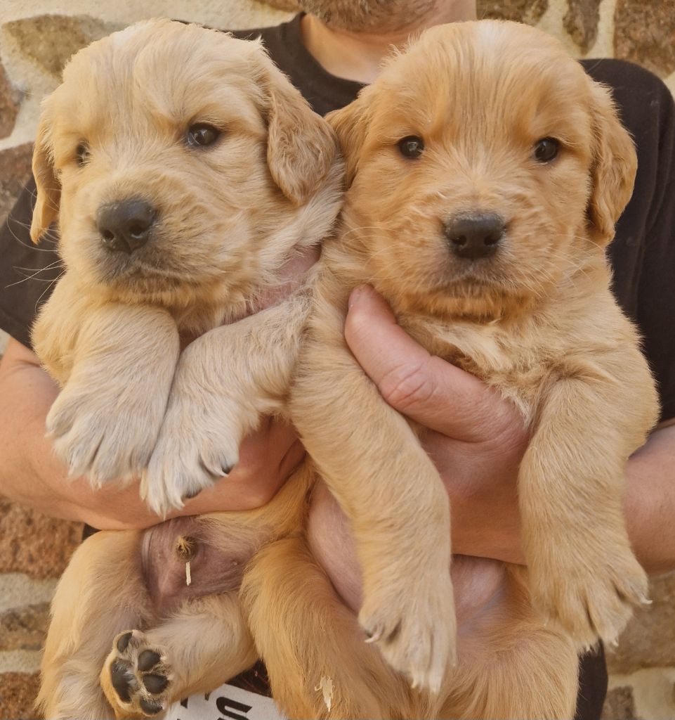 Chiot Golden Retriever Des terres sacrees