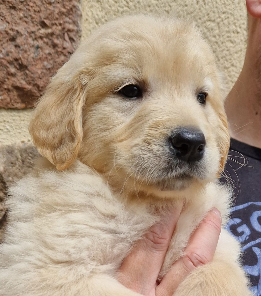 Des terres sacrees - Chiots disponibles - Golden Retriever
