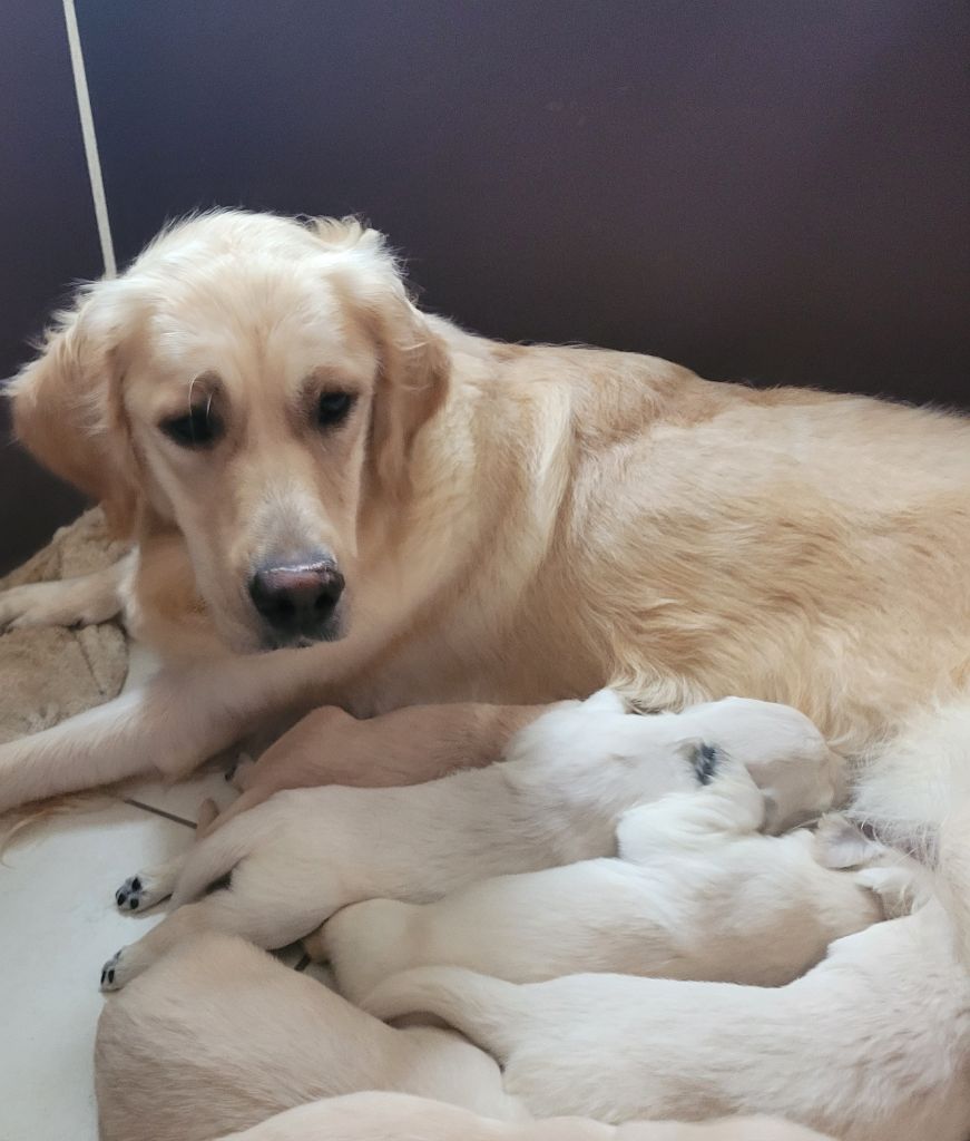 Chiot Golden Retriever Des terres sacrees