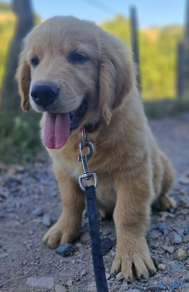 Des terres sacrees - Chiots disponibles - Golden Retriever
