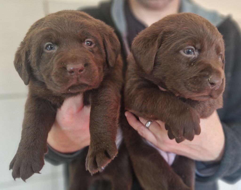 Des terres sacrees - Chiots disponibles - Labrador Retriever