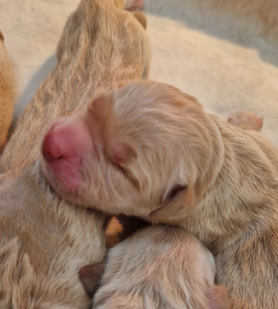 Des terres sacrees - Chiots disponibles - Golden Retriever